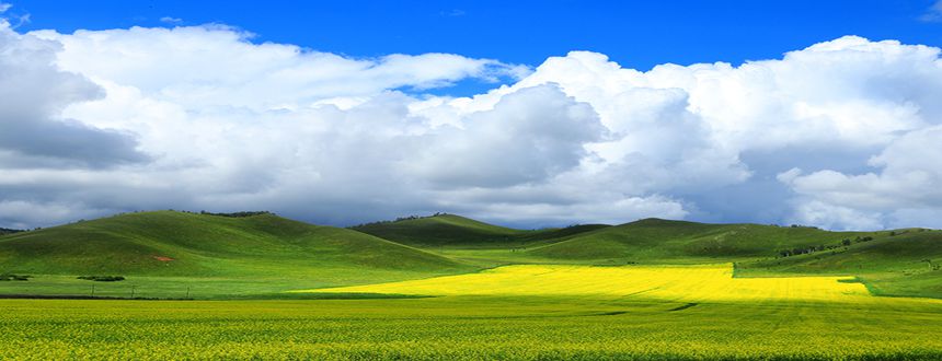 呼伦贝尔七月油菜花摄影团开始招募