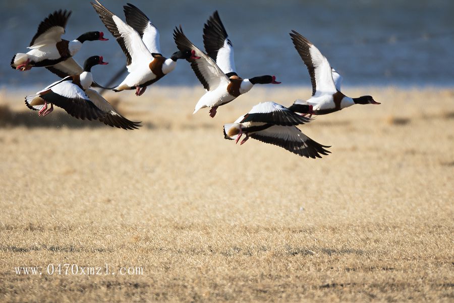 李义刚摄影作品