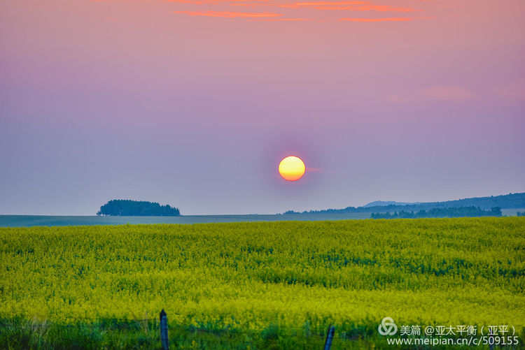 油菜花开遍草原