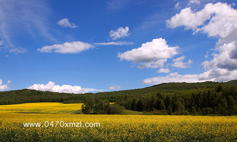 草原上的油菜花