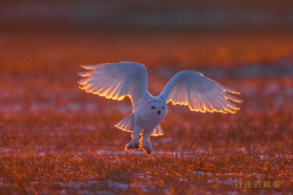 郭海生鸟类摄影作品