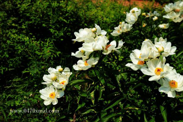 芍药花盛开的季节