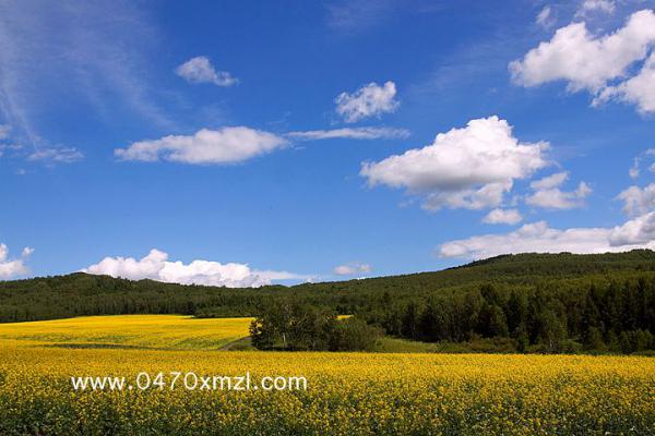 草原上的油菜花