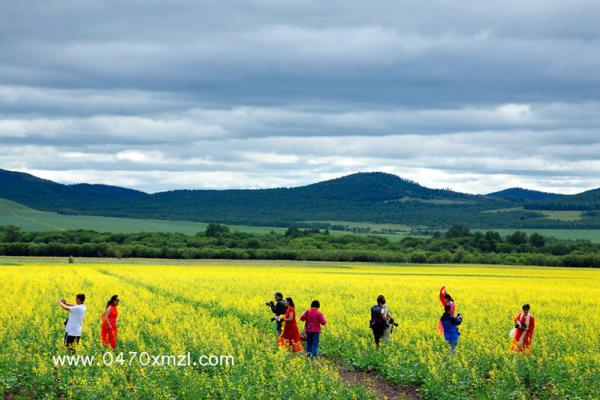 油菜花盛开在草原——剑锋