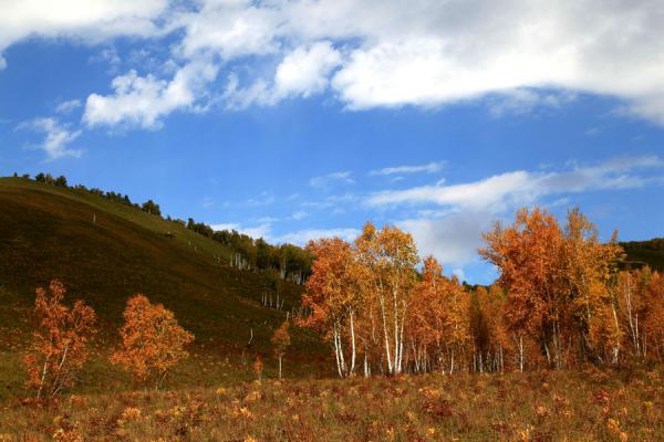 秋染的风采——阿伊莎