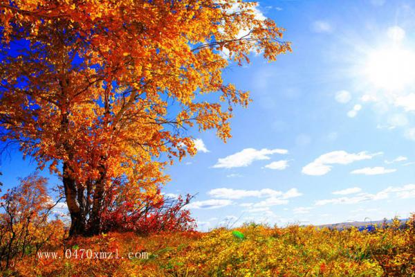 呼伦贝尔秋色——曹同国