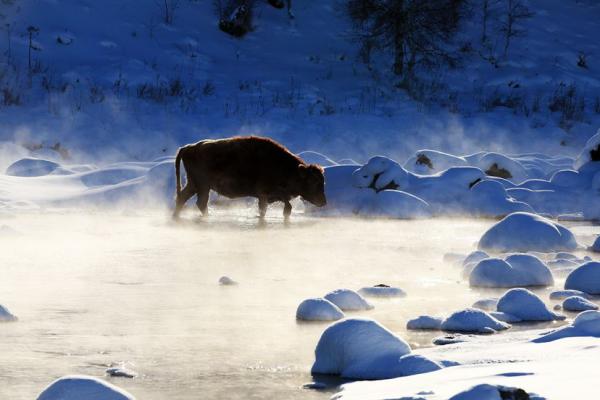 阿尔山冬季风光