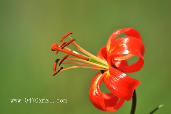 六月草原上的花