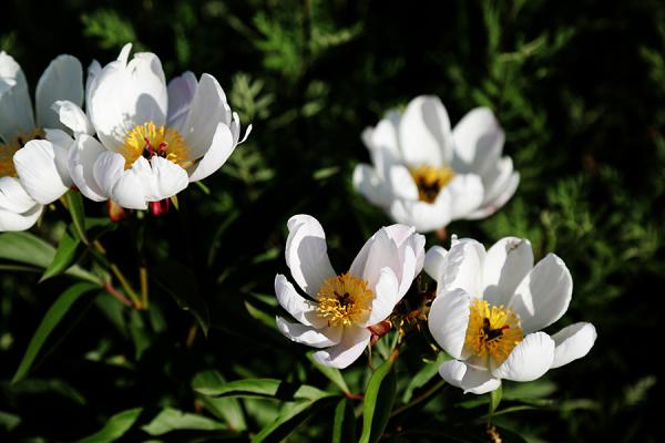 草原上的芍药花