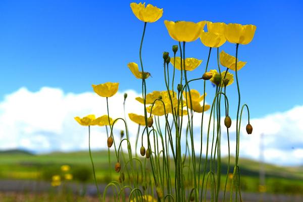 草原上的野罂粟