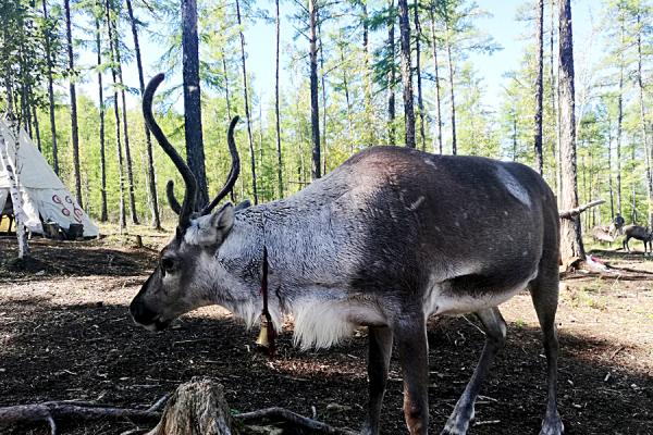 根河驯鹿