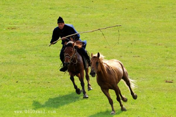 草原套马