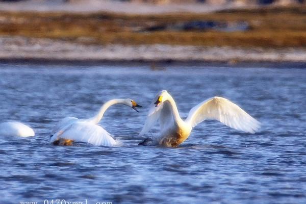 白天鹅的保卫战