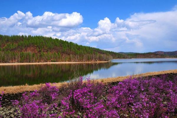 杜鹃花在这里盛开