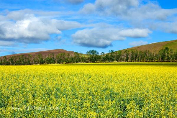 草原上的油菜花