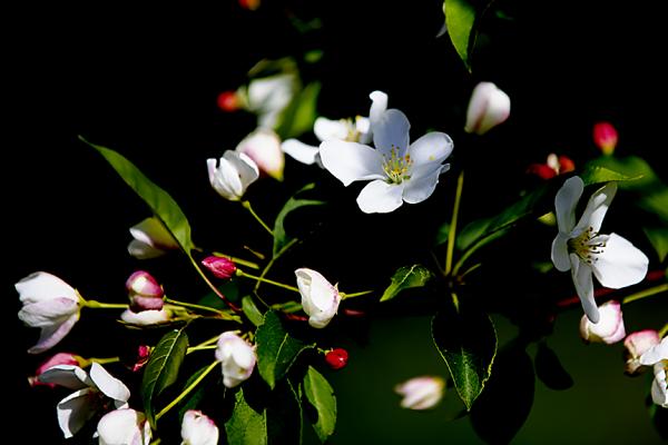 花败的时候我才来看你