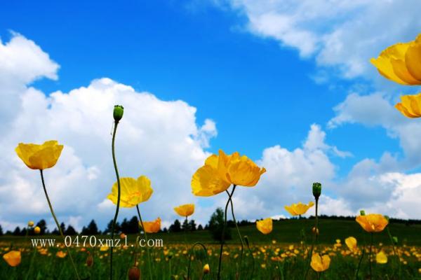 草原上的野花花