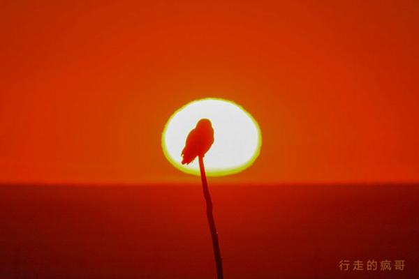 海生鸟类摄影作品