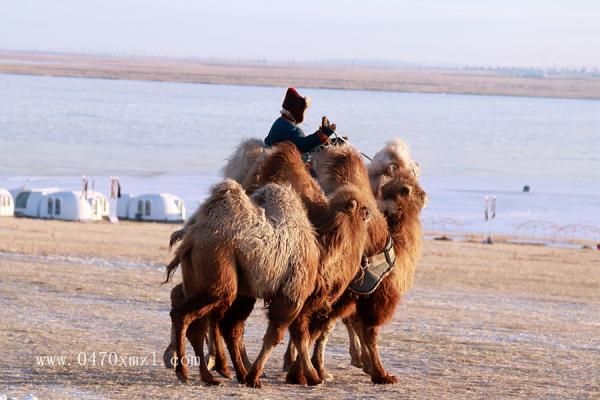 在冬季的草原上