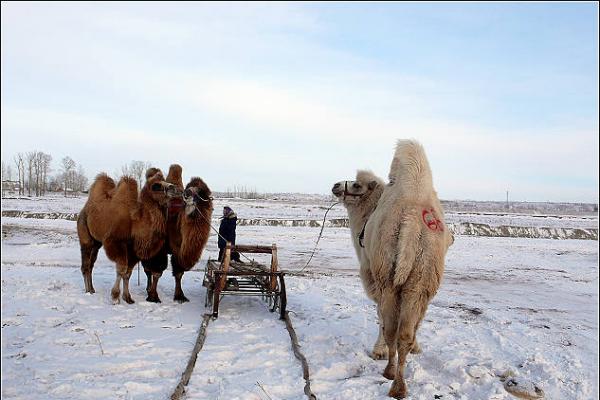 雪原骆驼