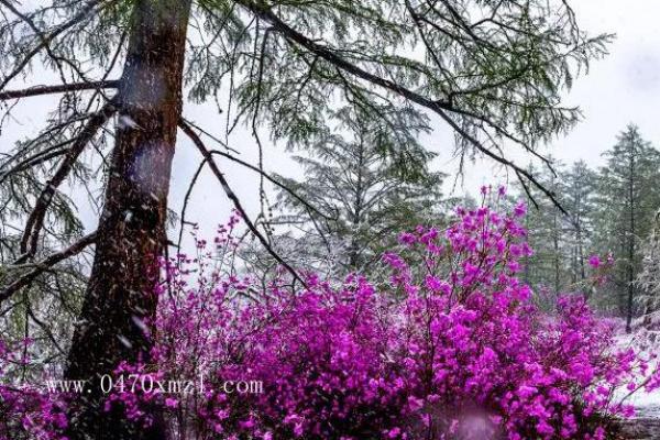 5月杜鹃花摄影定制团