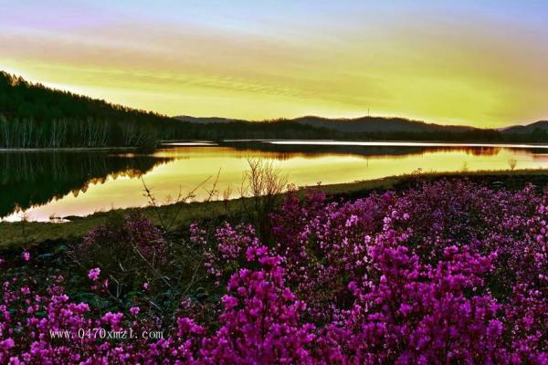 北岭桦树皮作品