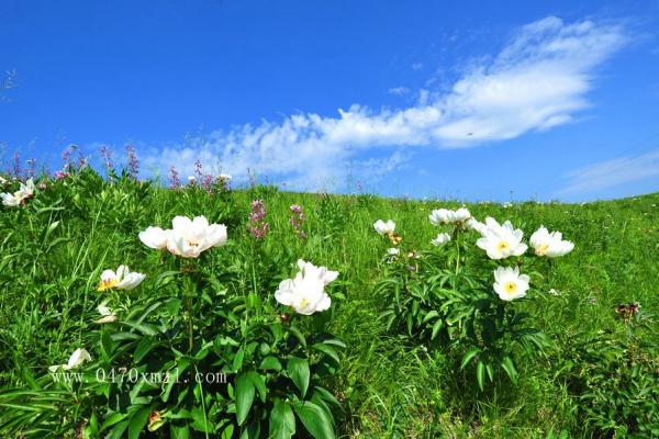 草原花卉
