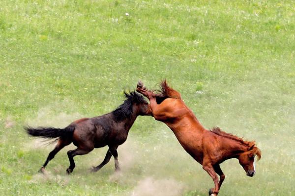 “草原风”越野摄影体验团