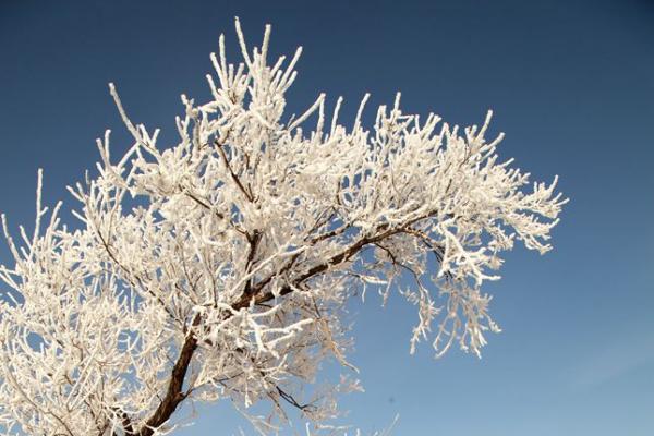 雪绒花