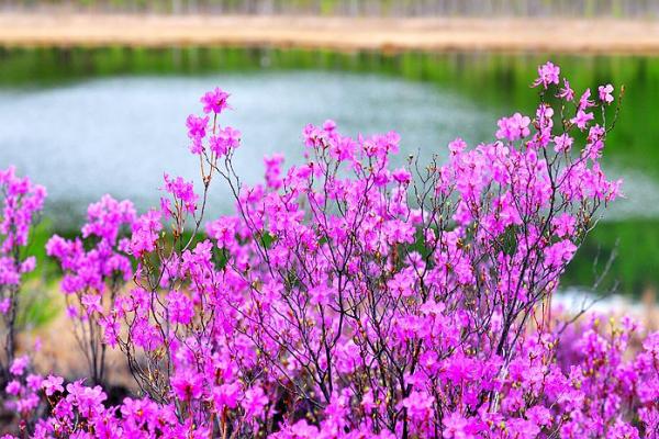 达尔滨杜鹃花