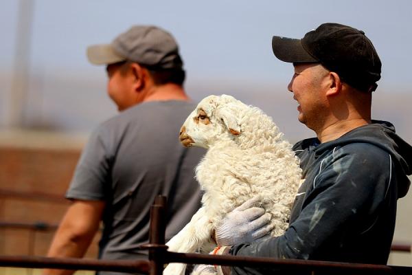 丰收节上的蒙古人