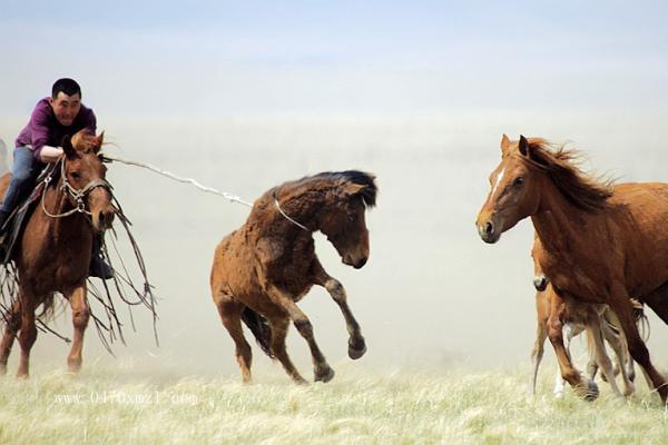 草原深处—打马印