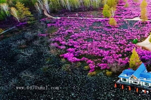满山遍野的红杜鹃