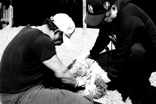 四月的草原接羔忙