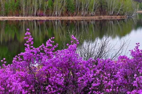 湖畔的杜鹃花