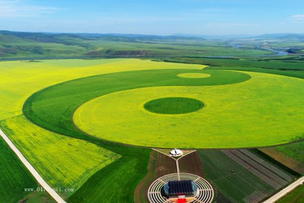 奥洛契油菜花开放