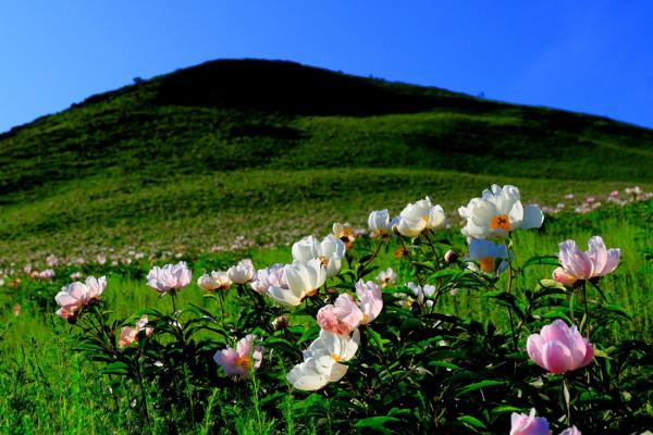 6月芍药花盛花期