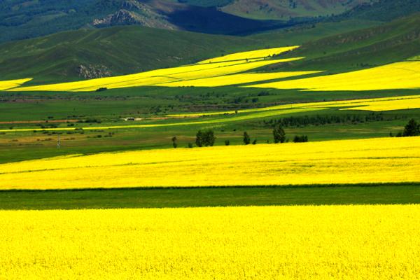 7月油菜花绽放