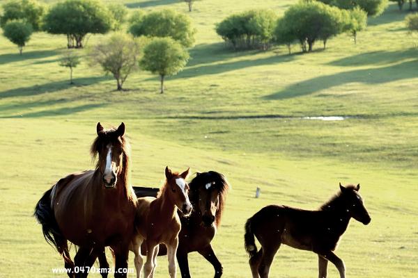 蒙古马在草原