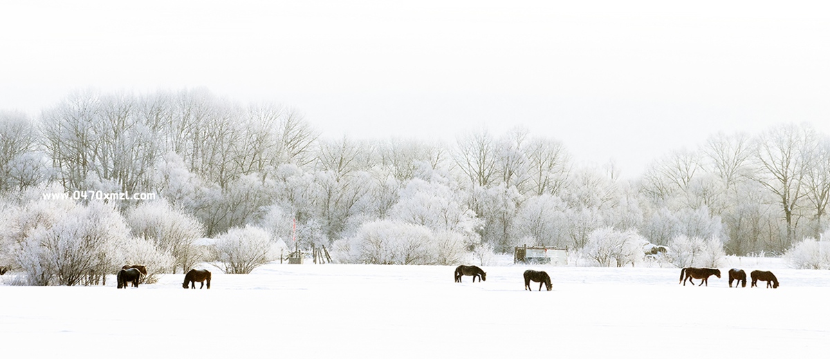 呼伦贝尔市青年摄影协会（内蒙古剑锋影视文化传媒有限公司）