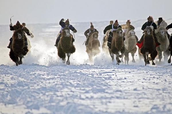 骆驼雪地赛