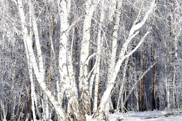 白桦树