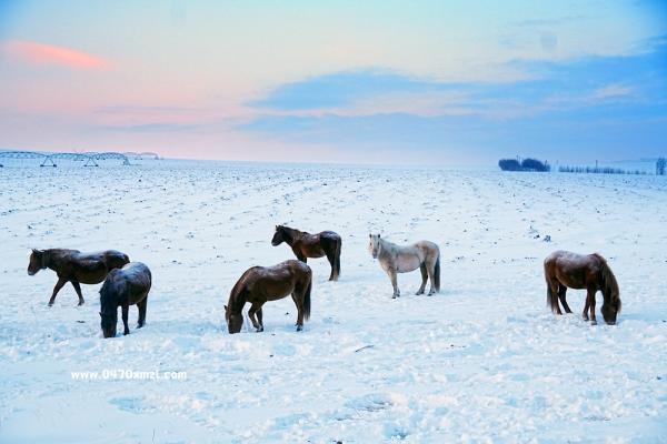 草原上的蒙古马