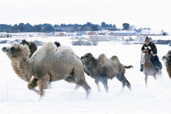 雪原骆驼
