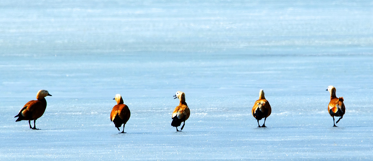 呼伦贝尔市青年摄影协会（内蒙古剑锋影视文化传媒有限公司）