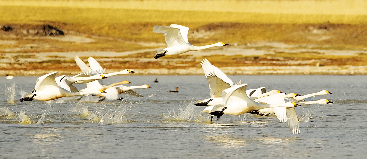 呼伦贝尔市青年摄影协会（内蒙古剑锋影视文化传媒有限公司）