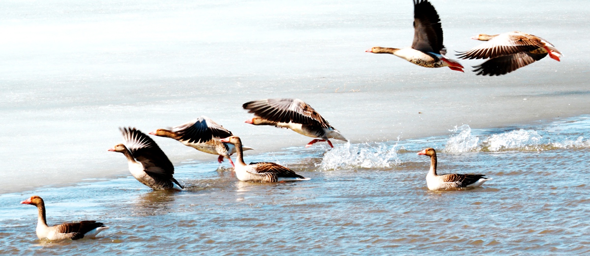 呼伦贝尔市青年摄影协会（内蒙古剑锋影视文化传媒有限公司）