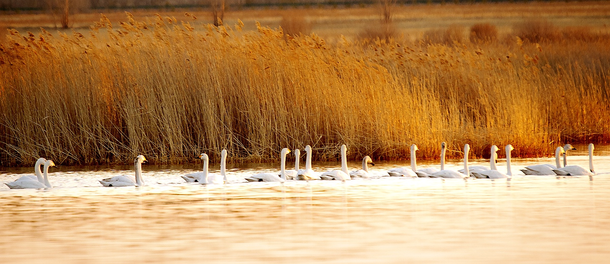 呼伦贝尔市青年摄影协会（内蒙古剑锋影视文化传媒有限公司）