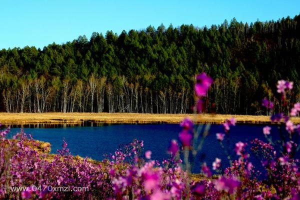 杜鹃花盛开在达尔滨